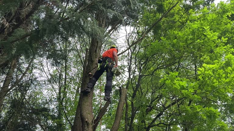 Sans Souci, SC  Tree Services Company